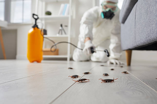 Post-Treatment Bed Bug Interceptor Monitoring in Lutz